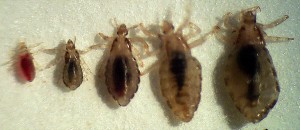 Lice at different stages of life.