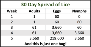 littlebugs-lice-removal